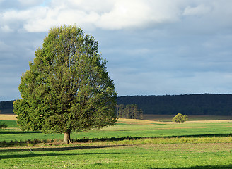 Image showing landscape tree