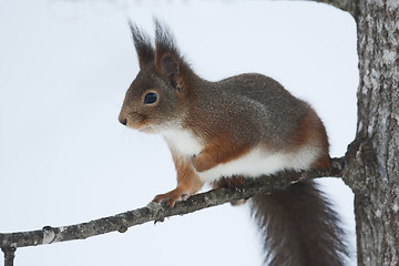 Image showing red squirrel