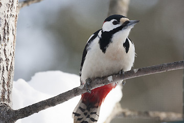Image showing woodpecker