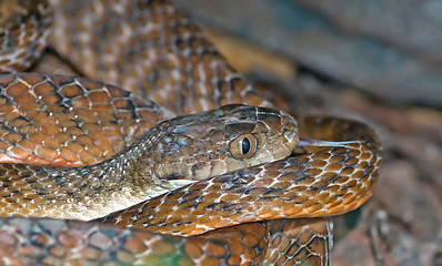 Image showing tiger snake