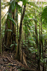 Image showing forest rays