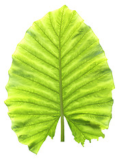 Image showing Big beautiful green leaf  