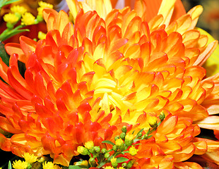 Image showing Beautiful orange chrysanthemum 