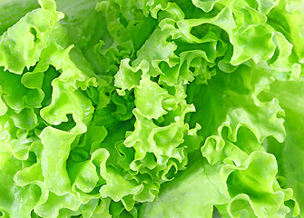 Image showing delicious green salad