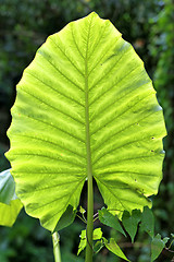 Image showing Big beautiful green leaf  