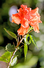 Image showing Beautiful pink rose flower  