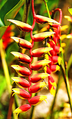 Image showing Beautiful tropical flower 
