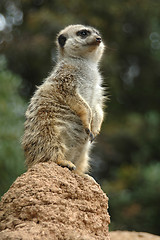 Image showing Meerkat sentry