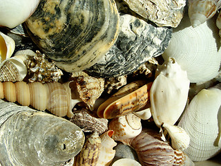 Image showing shells