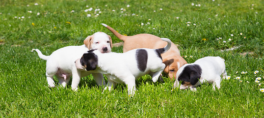 Image showing Mixed-breed cute little puppies on grass.