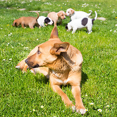 Image showing Mixed-breed cute little dog family.