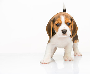 Image showing Beagle puppy on white background