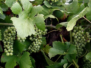 Image showing grapes