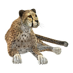 Image showing Big Cat Cheetah