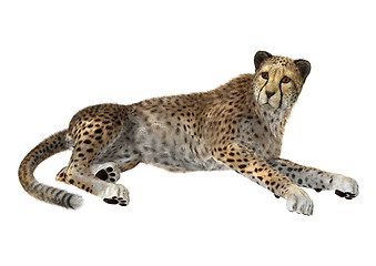 Image showing Big Cat Cheetah