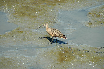 Image showing Curlew