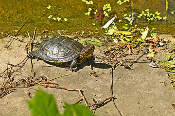 Image showing Turtle on the concrete abandoned bank