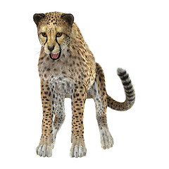 Image showing Big Cat Cheetah