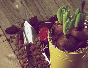 Image showing Planting Hyacinth Bulbs