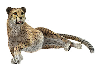 Image showing Big Cat Cheetah