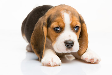 Image showing Beagle puppy on white background