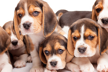 Image showing Beagle puppies on white background