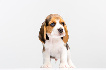 Image showing Beagle puppy on white background