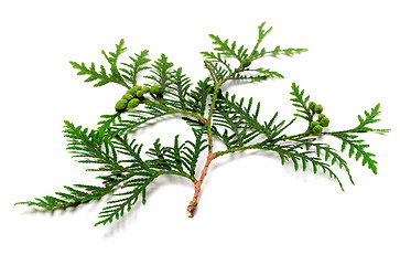 Image showing Green twig of thuja with cones on white background