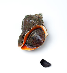 Image showing Veined rapa whelk and small mussel