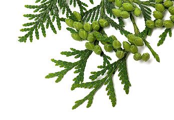 Image showing Twig of thuja with green cones on white background