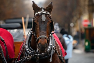 Image showing Dreamy Christmas horse