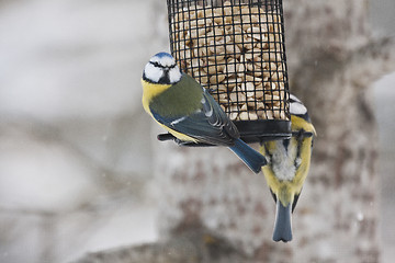 Image showing bluetits