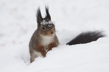 Image showing playing in snow