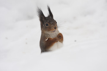 Image showing squirrel having fun