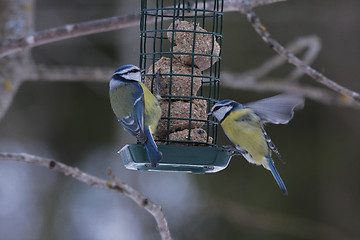 Image showing blue tits
