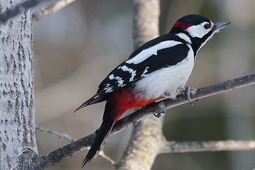 Image showing great spotted woodpecker