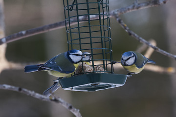 Image showing bluetits