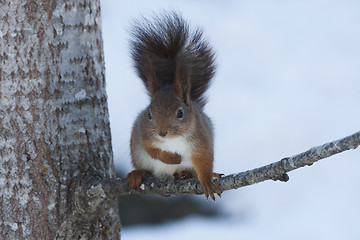 Image showing red squirrel