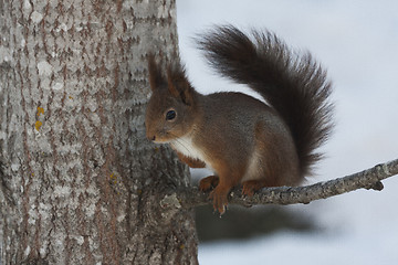 Image showing squirrel in tree