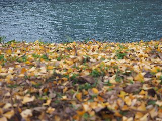 Image showing River bank in autumn