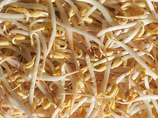 Image showing Mung bean sprouts vegetables