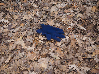 Image showing Blue glove