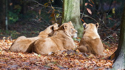 Image showing Three Lionesses enjoying the sun