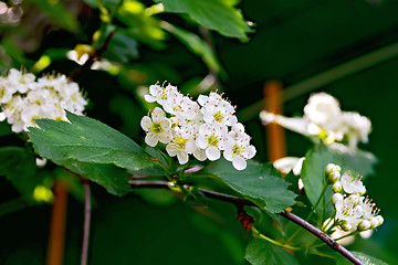 Image showing Hawthorn flowers