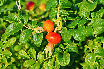 Image showing Rosehip large berries