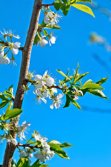 Image showing Plum flowers