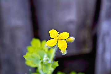 Image showing Celandine flower