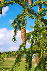 Image showing Spruce cones on a branch