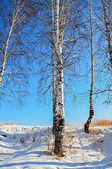 Image showing Birches in winter with blue sky