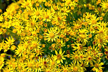 Image showing Senecio erucifolius flowers